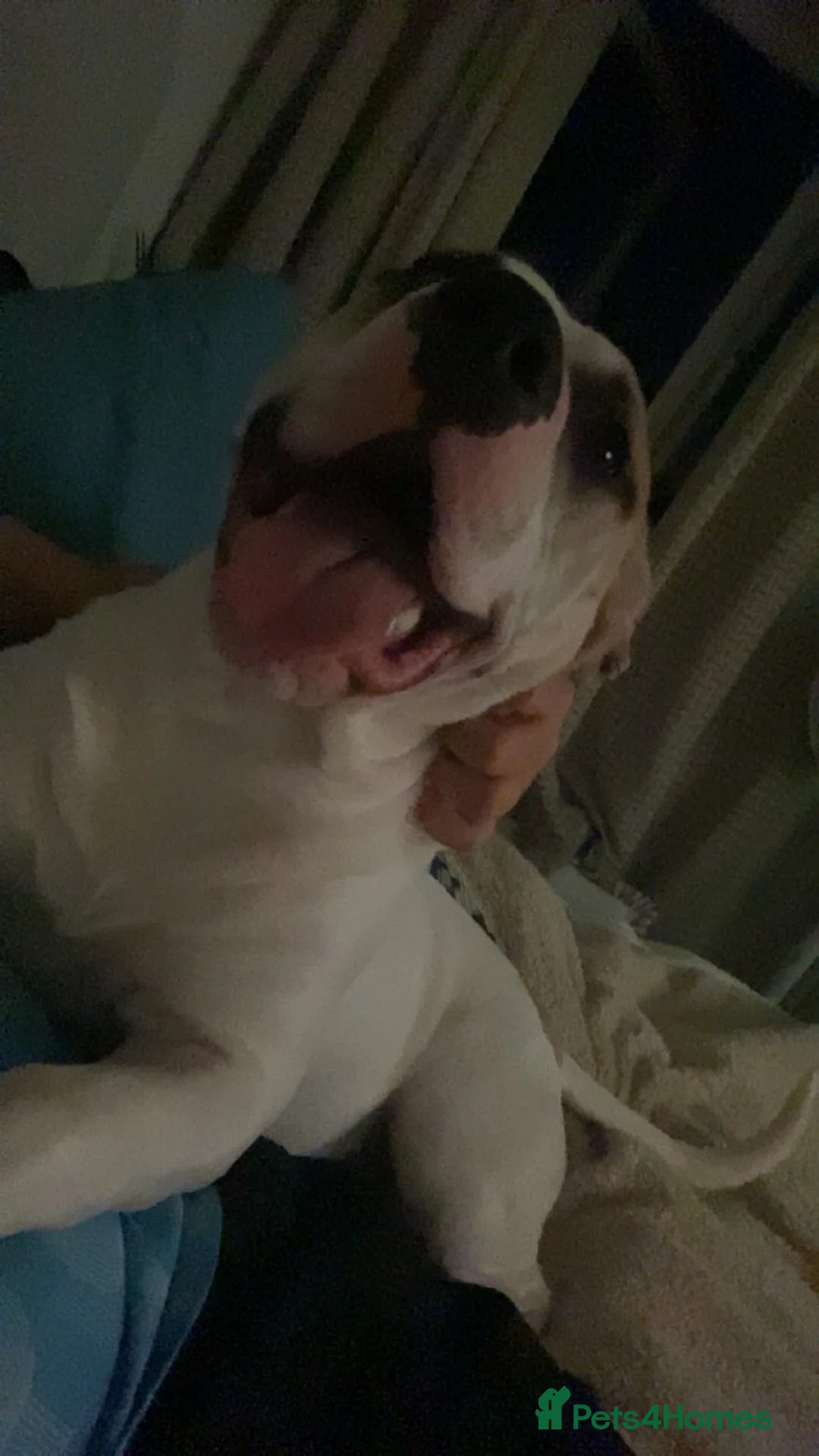 Mixed Breed dogs for sale: 10 month old male puppy  - Advert 3