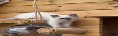 Ragdoll Kitten 1