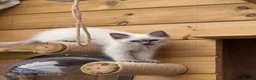 Ragdoll cats for sale: 🐾GCCF registered Blue and Lilac kittens🐾 - Advert 18