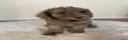 Cavapoo dogs for sale: Cavapoo puppies - Advert 2