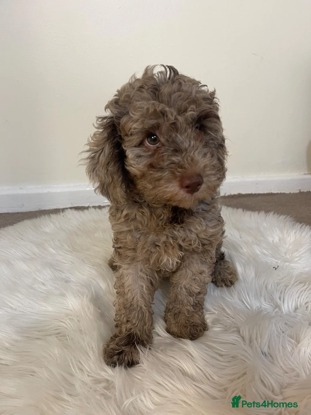 Cavapoo dogs for sale: Cavapoo puppies - Advert 2