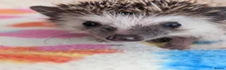 Pygmy Hedgehog rodents for sale: Gorgeous Reduced Hoglets available NOW!!!! - Advert 2