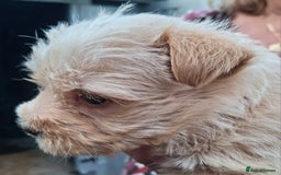 Cairn Terrier dogs for sale: Cracking litter of Cairn terriers - Image 12