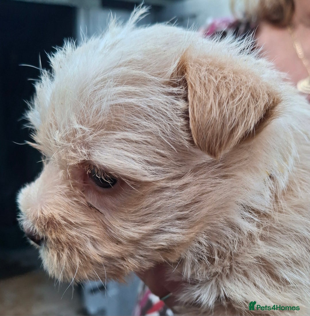 Cairn Terrier dogs for sale: Cracking litter of Cairn terriers - Image 12