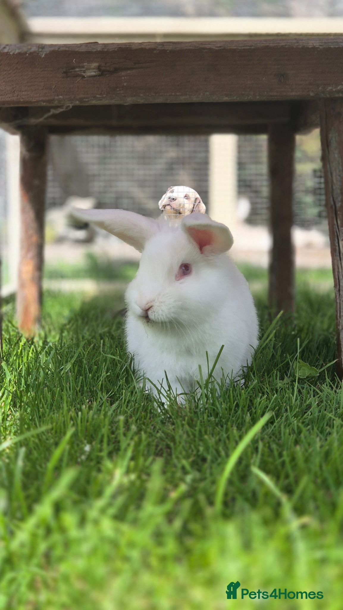 Rex rabbits Hamish Neutered Vaccinated  - Advert 19