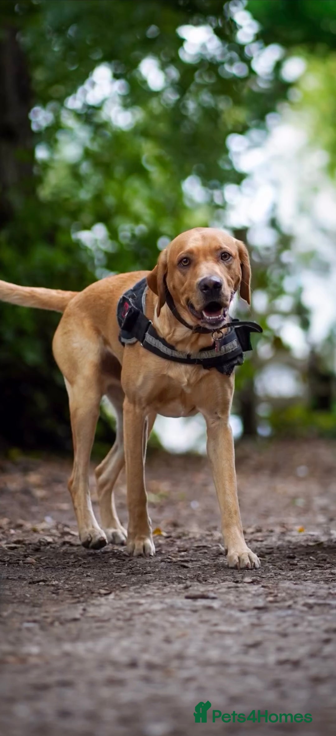Labrador Retriever dogs for stud: Bruno- For Stud  in Lincoln - Image 2