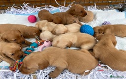 Labrador Retriever dogs for sale: Labrador Retriever - Image 13