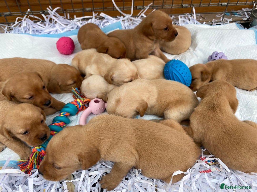 Labrador Retriever dogs for sale: Labrador Retriever - Image 13