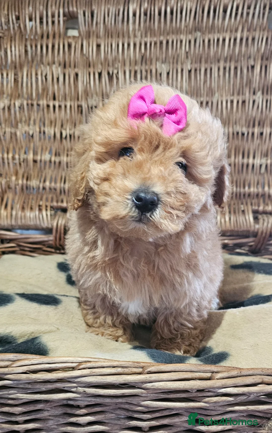 Cavapoo dogs for sale: Cavapoo puppies heath checked by vet  - Advert 8