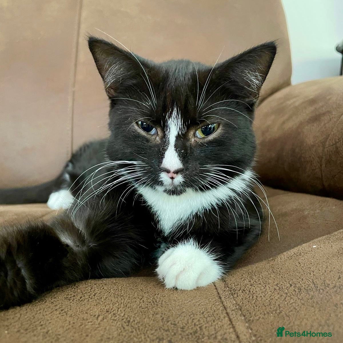 Domestic Shorthair cats Betty, 6 month old girl - Advert 1