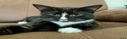 Domestic Shorthair cats for adoption: Betty, 6 month old girl - Advert 1