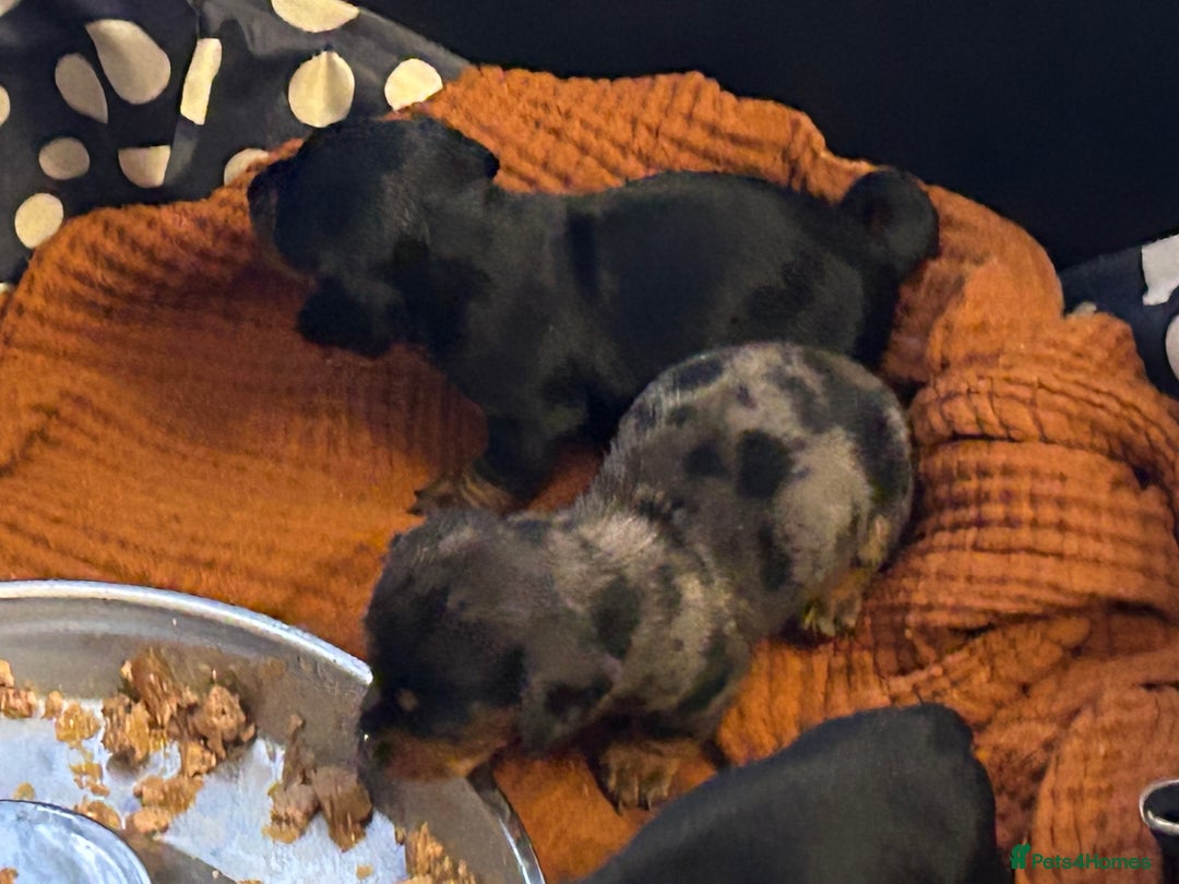 Miniature Dachshund dogs for sale: Six beautiful miniature Dachshunds - Image 13