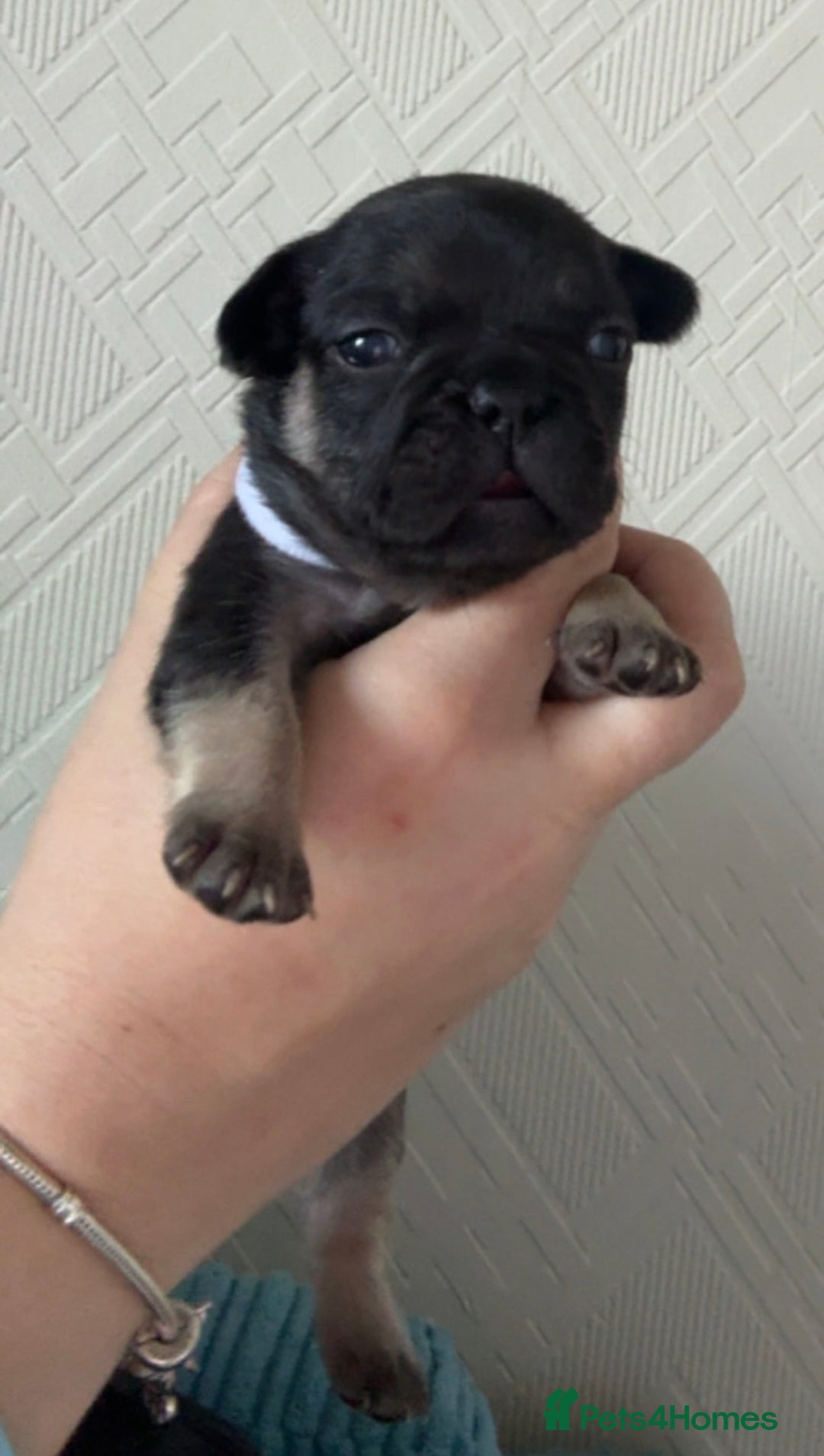 French Bulldog dogs for sale: 🐾 adorable French bulldog puppies for sale 🐾 - Image 4