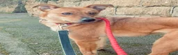Mixed Breed dogs for adoption: Sandy for adoption in Leigh-on-Sea - Advert 3