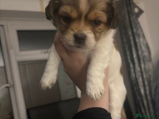 Mixed Breed dogs - Advert 1