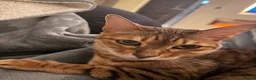 Bengal cats for sale: Beautiful Maya is looking for a new home  - Advert 4