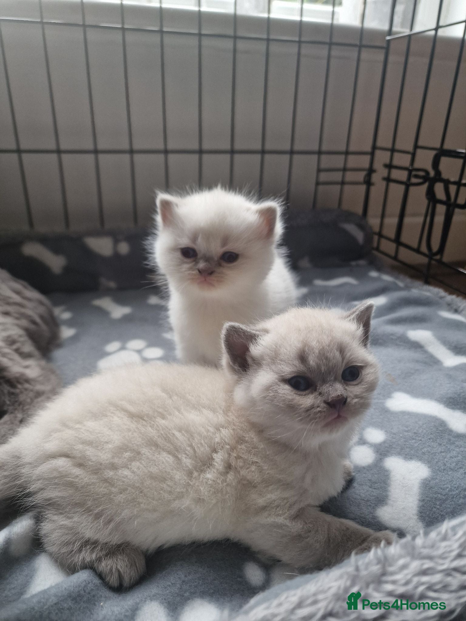 British Shorthair cats Rare British shorthair kittens - Advert 10