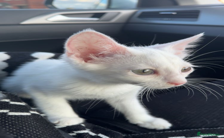 Turkish Van cats - Advert 1