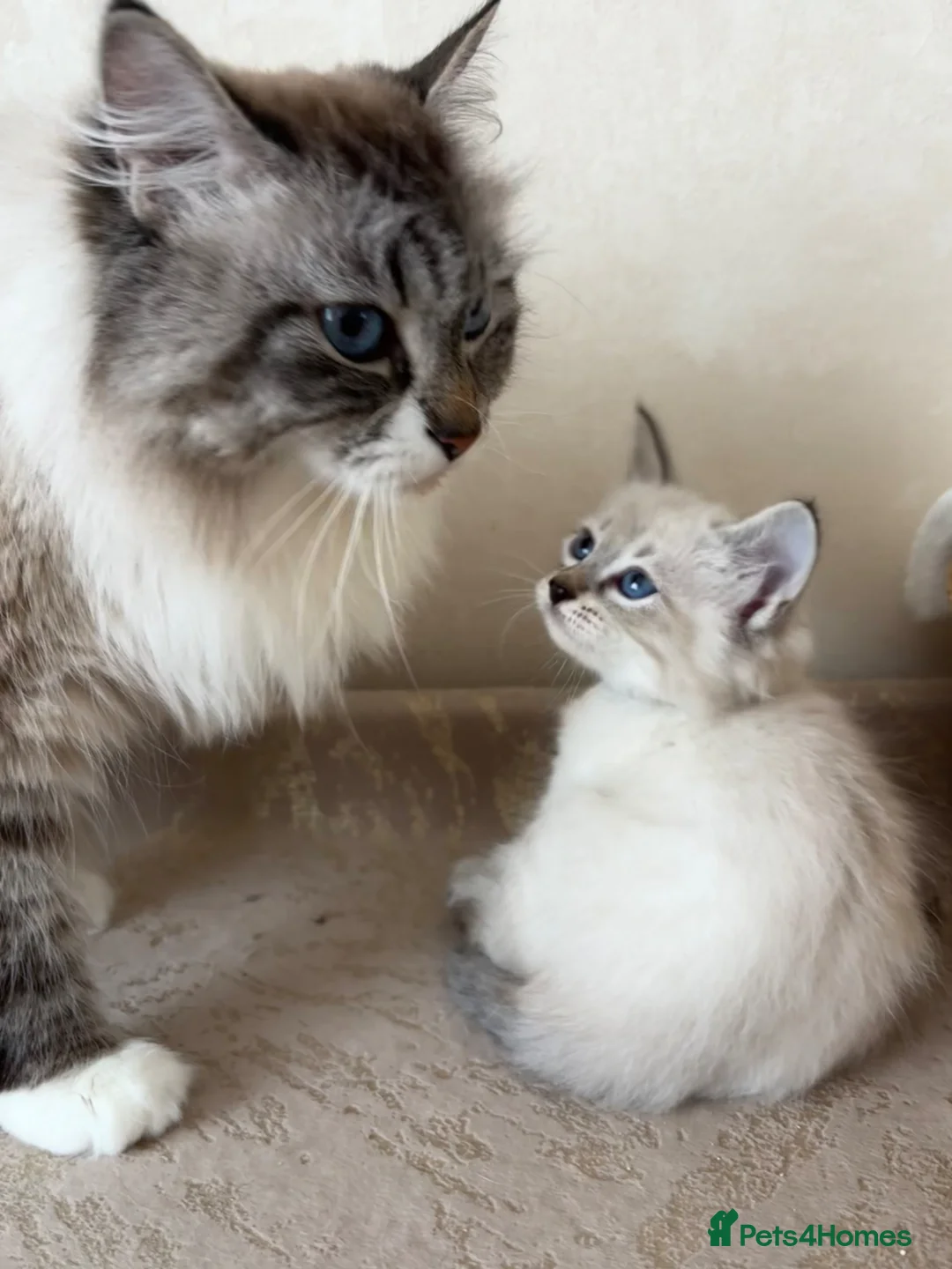 Siberian cats for sale: Beautiful Siberian kittens registered GSSF. - Advert 1