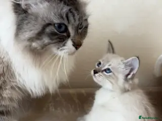Siberian cats for sale: Beautiful Siberian kittens registered GSSF. - Advert 1