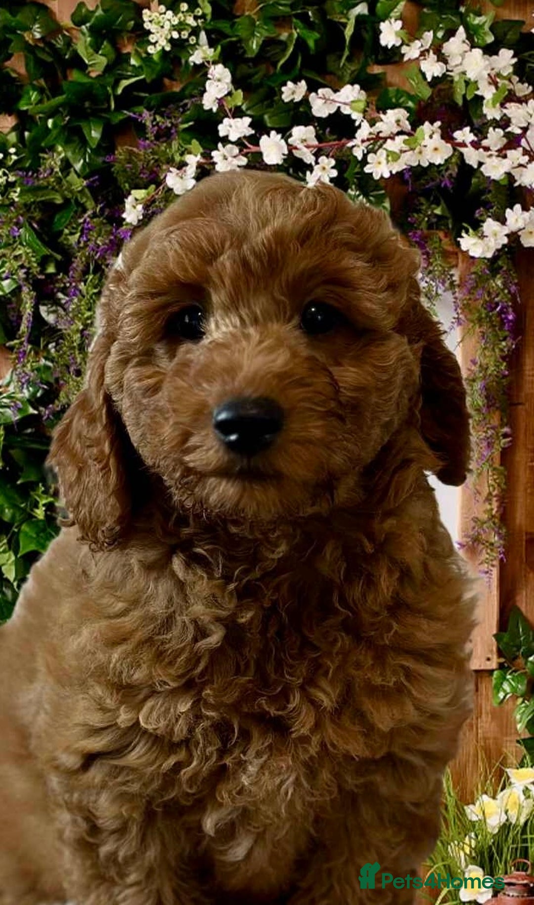 Cockapoo dogs for sale: 5* Miniature F1b Cockapoo Puppies - Advert 11