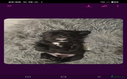 French Bulldog dogs for sale: Frenchbulldog - Image 3