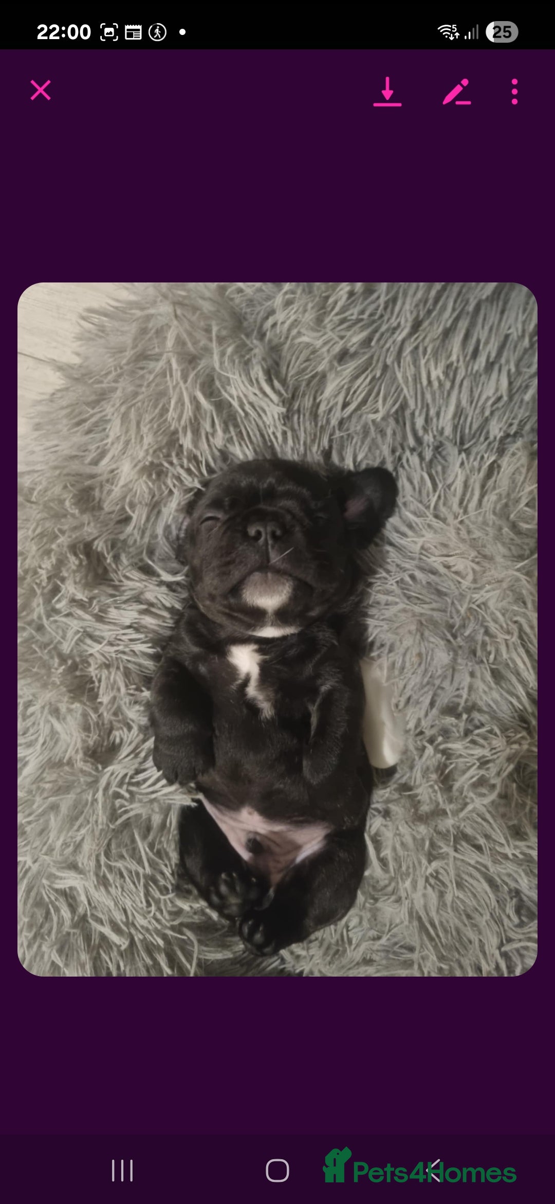 French Bulldog dogs for sale: Frenchbulldog - Image 3