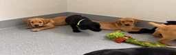 Labrador Retriever dogs for sale: Beautiful KC Labrador Pups Ready To Leave - Advert 3