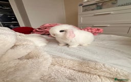 Mini Lop rabbits for sale: Mini lop bunnies for sale! - Advert 14