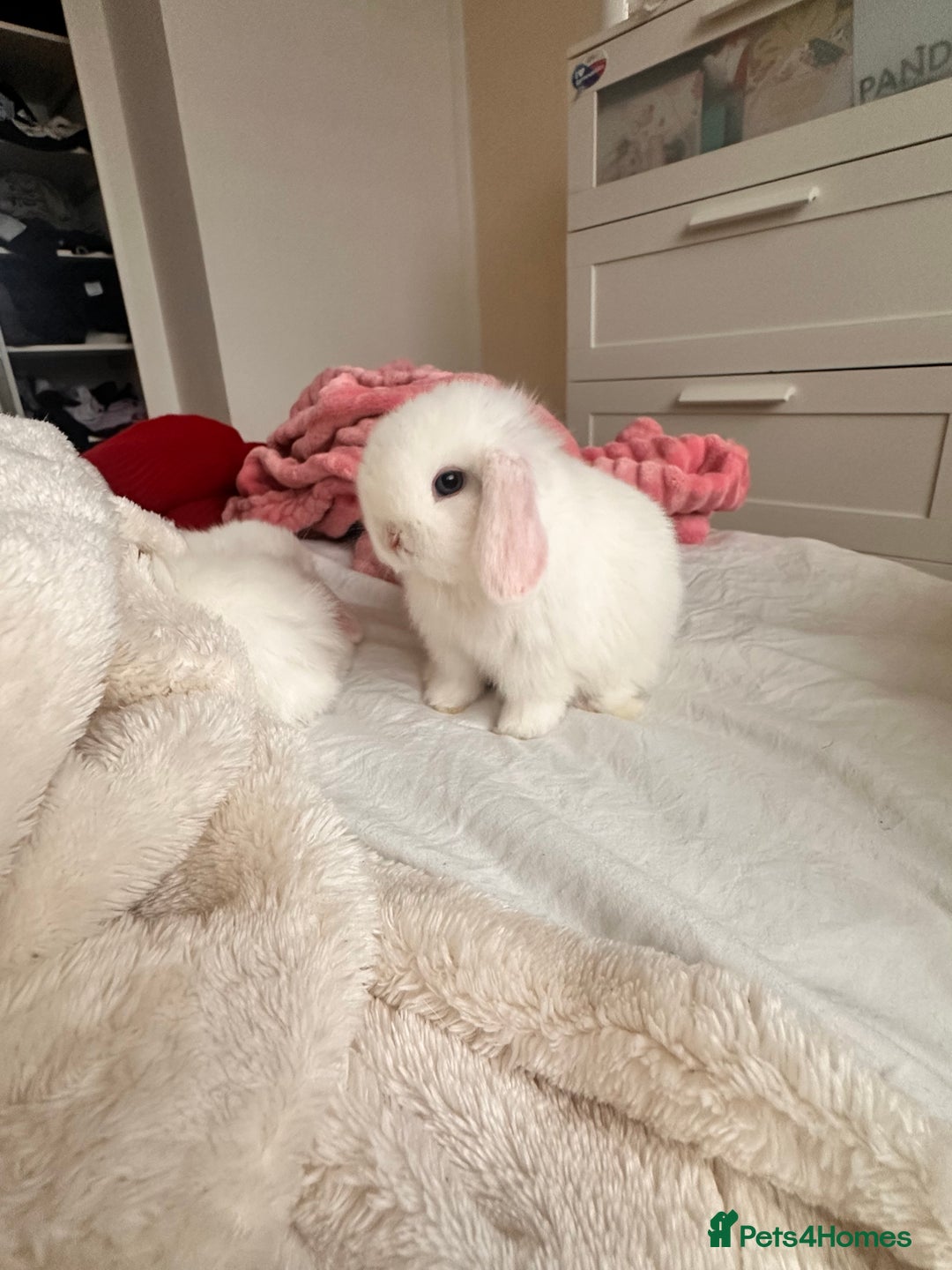 Mini Lop rabbits for sale: Mini lop bunnies for sale! - Advert 14