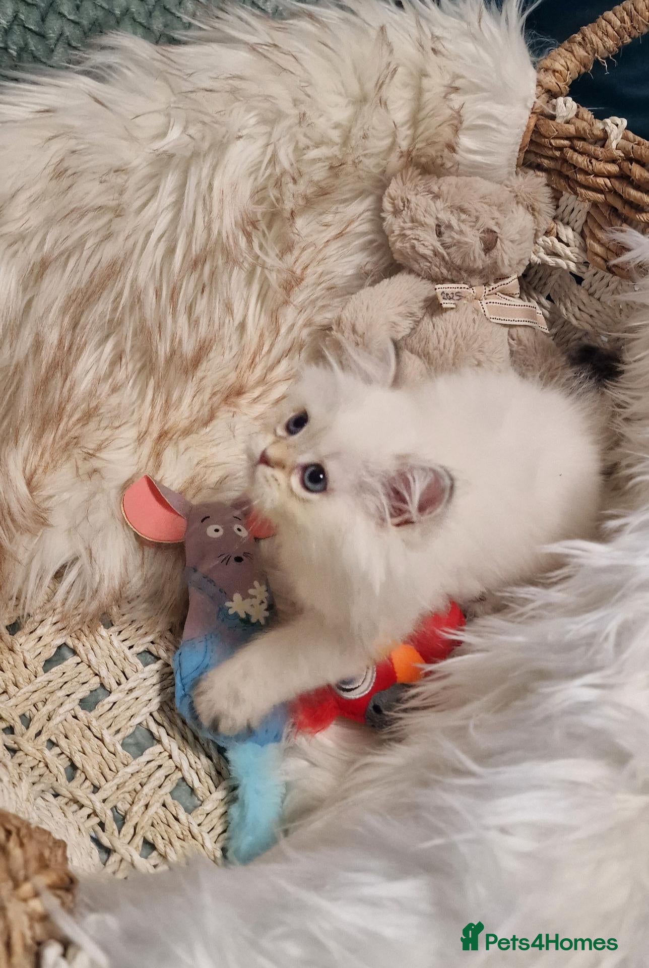 British Shorthair cats for sale: 💖TICA GOLDEN / GOLDEN POINT BSH & BLH KITTENS💖 - Advert 2