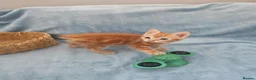 Mixed Breed cats for sale: Beautiful Kittens Videos in Barnsley - Advert 19