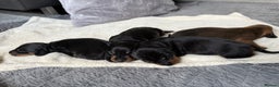Dachshund dogs for sale: Puppies for sale!!  - Advert 6
