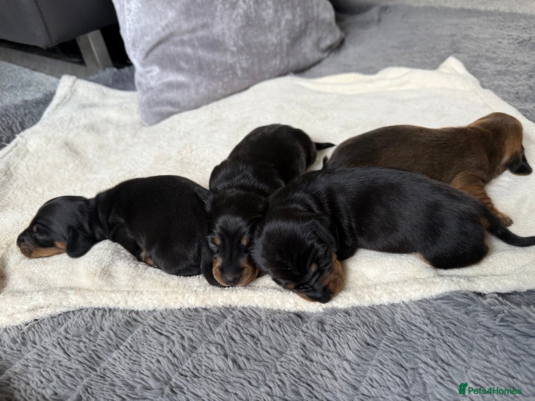 Dachshund dogs for sale: Puppies for sale!!  - Advert 6