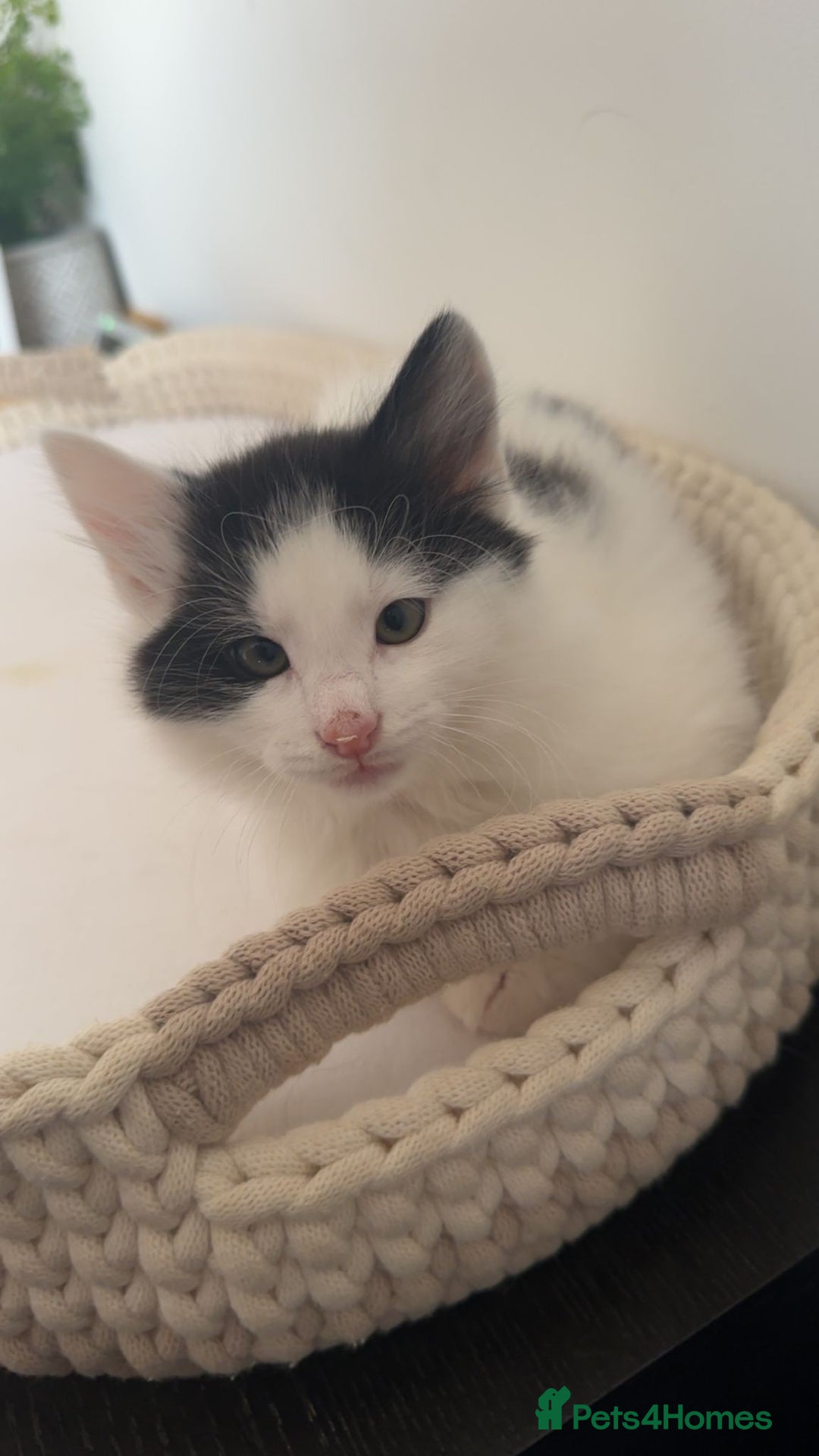 Mixed Breed cats for sale: Part Maine Coon black and white fluffy male cat - Advert 18