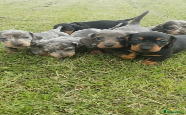 Miniature Dachshund dogs - Advert 3