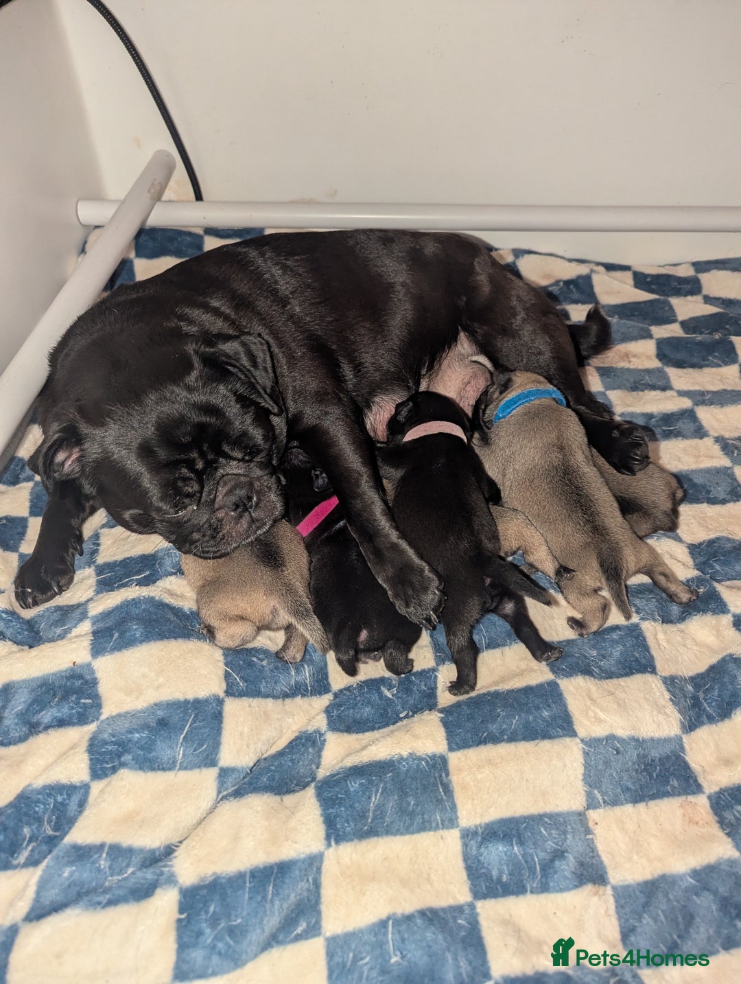 Pug dogs for sale: Pug puppies  - Image 2