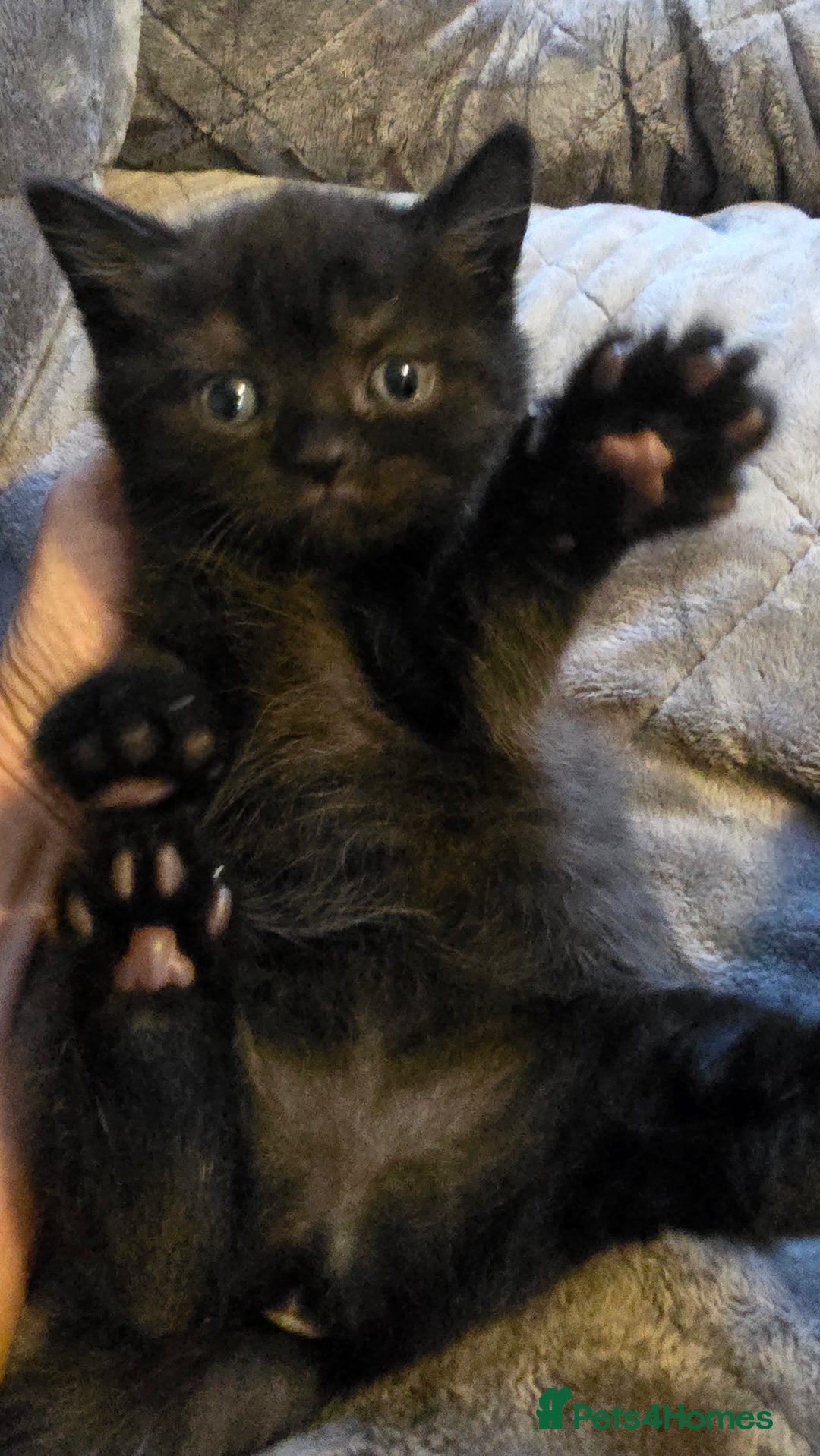 British Shorthair cats for sale: British shorthair  - Advert 12