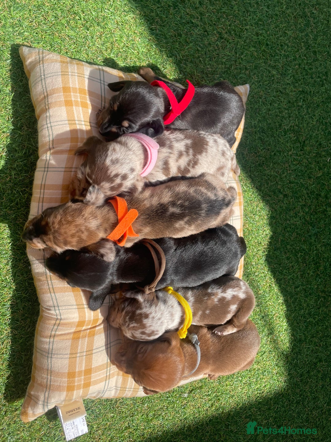 Miniature Dachshund dogs for sale: Stunning miniature type Dachunds  - Image 6