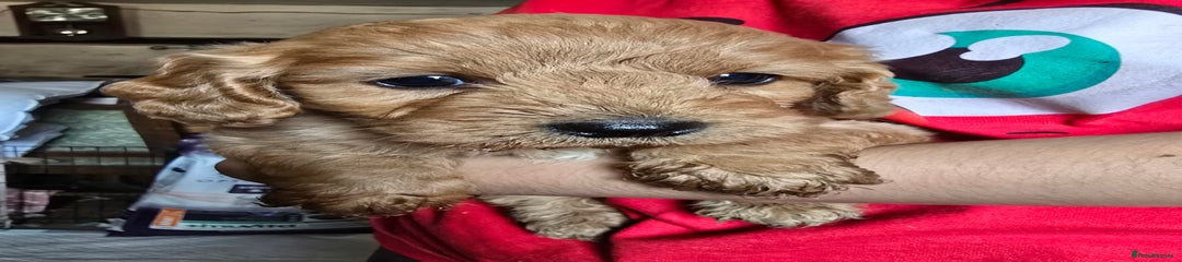 Cockapoo Puppy 4
