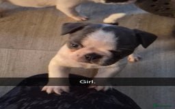 Mixed Breed dogs for sale: Frenchie X Alapaha  - Image 7