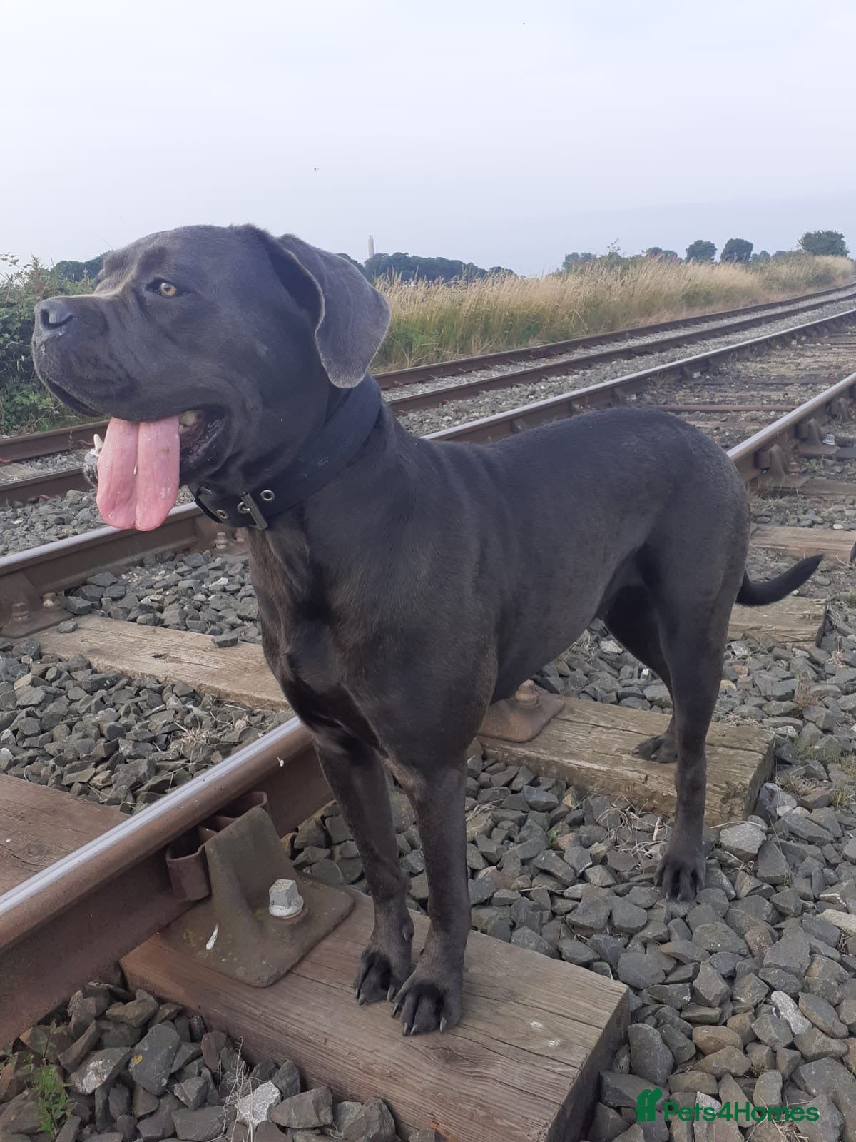 Cane Corso dogs Cane corso  - Advert 1