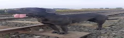 Cane Corso dogs for sale: Cane corso  in Newbiggin-by-the-Sea - Advert 1