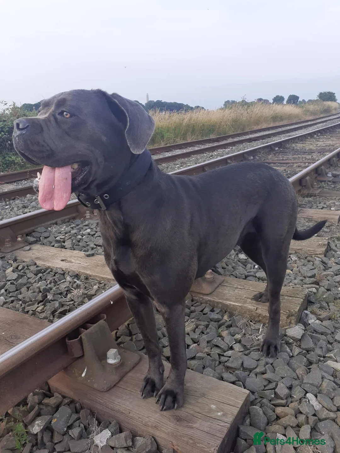 Cane Corso dogs for sale: Cane corso  in Newbiggin-by-the-Sea - Advert 1