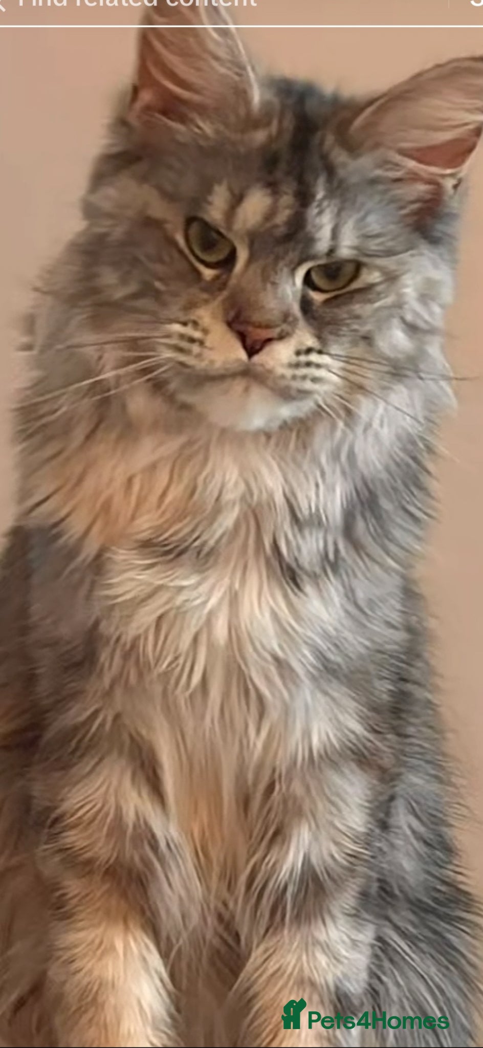 Maine Coon cats Beautiful TICA registered Maine Coon Kittens,  - Advert 12