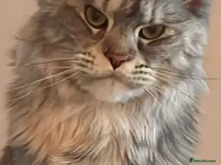 Maine Coon cats Beautiful TICA registered Maine Coon Kittens, - Advert 1