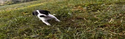 Italian Greyhound dogs for sale: KC Registered Italian Greyhounds Puppies - Advert 12