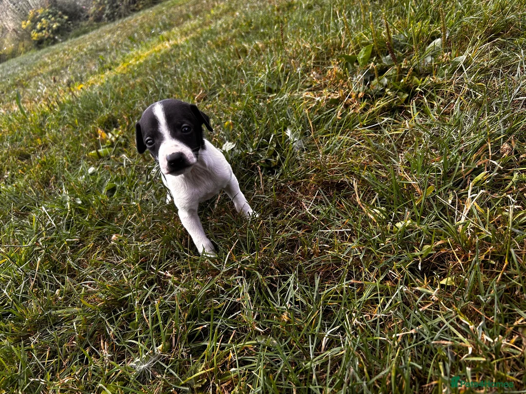 Italian Greyhound dogs for sale: KC Registered Italian Greyhounds Puppies - Advert 12