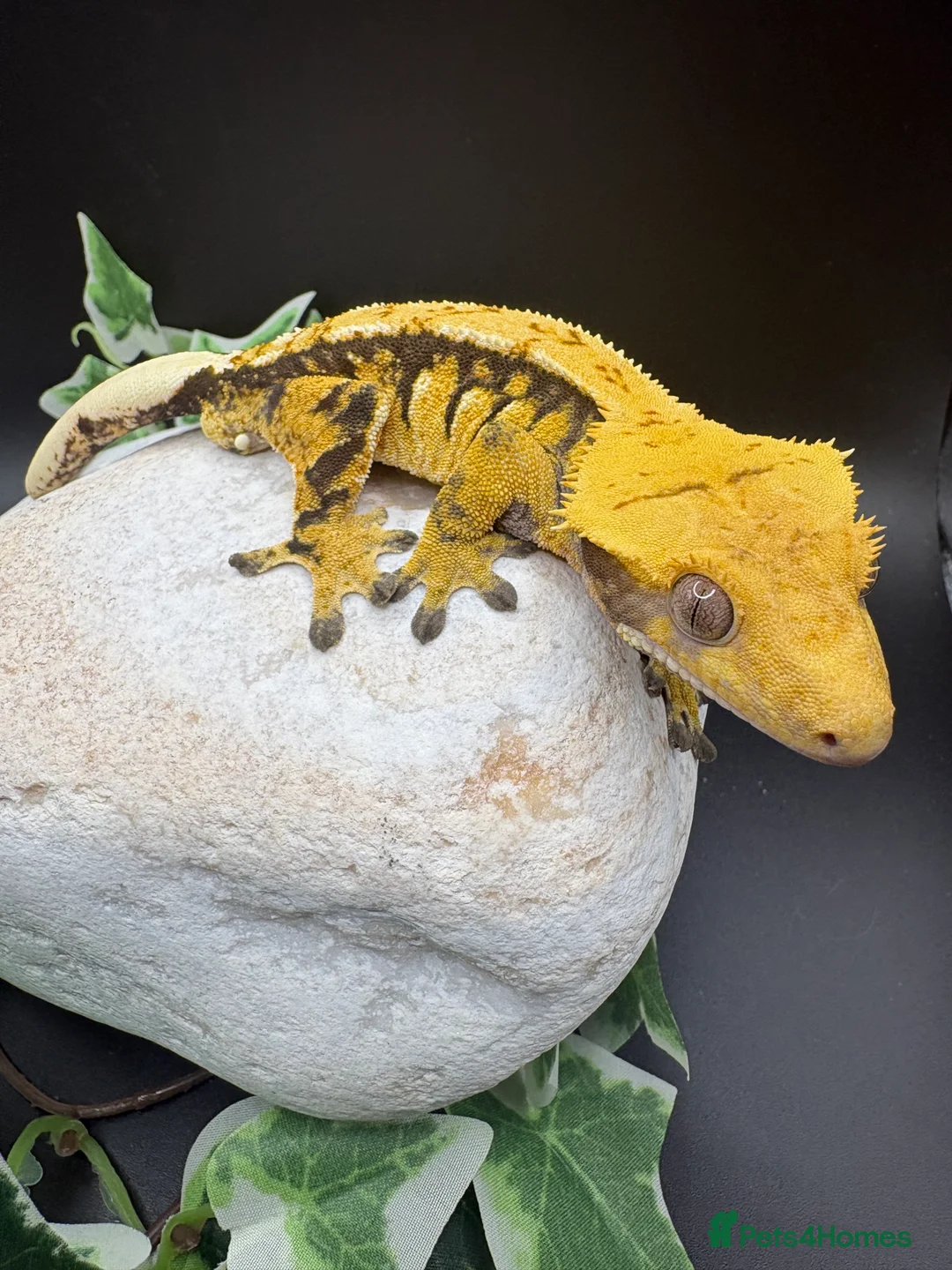 Gecko reptiles for sale: Crested geckos  - Advert 8