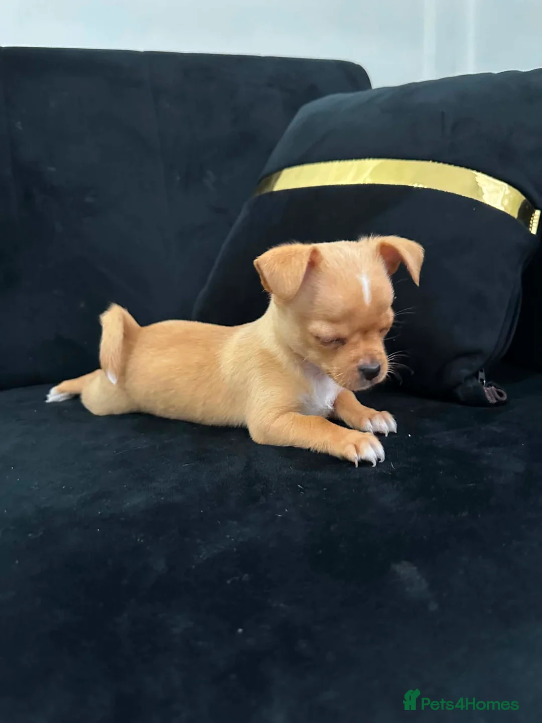 Mixed Breed dogs for sale: Chihuahua puppy in Birmingham - Advert 2
